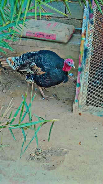 متاح تك فحل فسيفس عرب اصلي وخشن وزنه 9الا10كيلو ما اعرف مكاني بغداد تاجي غرب سيطرة الشون سعره 90بي مجال بصيط حك الجيه ***********
