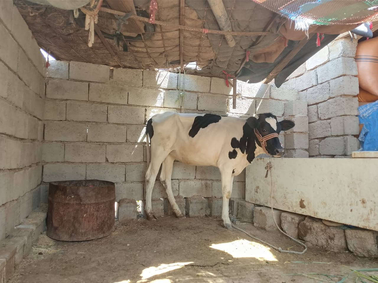 السلام عليكم بچر حلوه جنس هولندي اصلي السعرمليون 300وبها مجال قليل العنوان الشرقاط الساحل اليسر قريه گنيطره ***********
