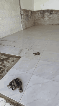 خلفه سراميك متفرق للعمل بسعر مناسب 
***********
