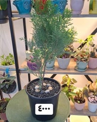 نباتات العيد • ورد موسمية • توصيل فقط