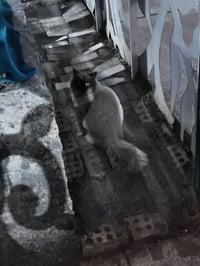 بزونة • ضايعة • حي العسكري