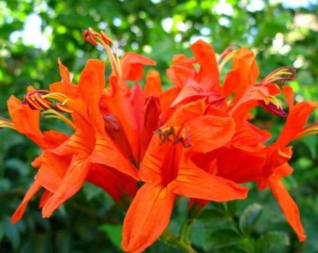 مشتل نباتات نادرة
توفرت شتلات متسلق المرجان البوقي 🌺
📏 الارتفاع: 60 سم تقريباً
🚚 التوصيل: متوفر إلى جميع المحافظات
💰 السعر: 6,000 
🌿 المواصفات:
نبات متسلق زينة سريع النمو، يتميز بأزهاره البوقية ذات الشكل المرجاني وألوانه الزاهية التي تضيف لمسة فخامة لأي حديقة
💪 التحمل:
يتحمل أجواء العراق القاسية، مقاوم للحرارة العالية وينجح بالزراعة في الشمس المباشرة مع نمو قوي وسريع
🌸 الفوائد:
مثالي لتغطية الجدران والأسوار والبرجولات، يعطي ظل خفيف ومنظر طبيعي جذاب يلفت الانتباه
📞 للحجز والاستفسار: ***********
✨ متوفر الآن بأعداد محدودة، سارع بالحجز ✨
