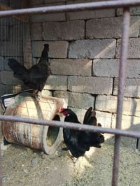 زوج دجاج • للبيع