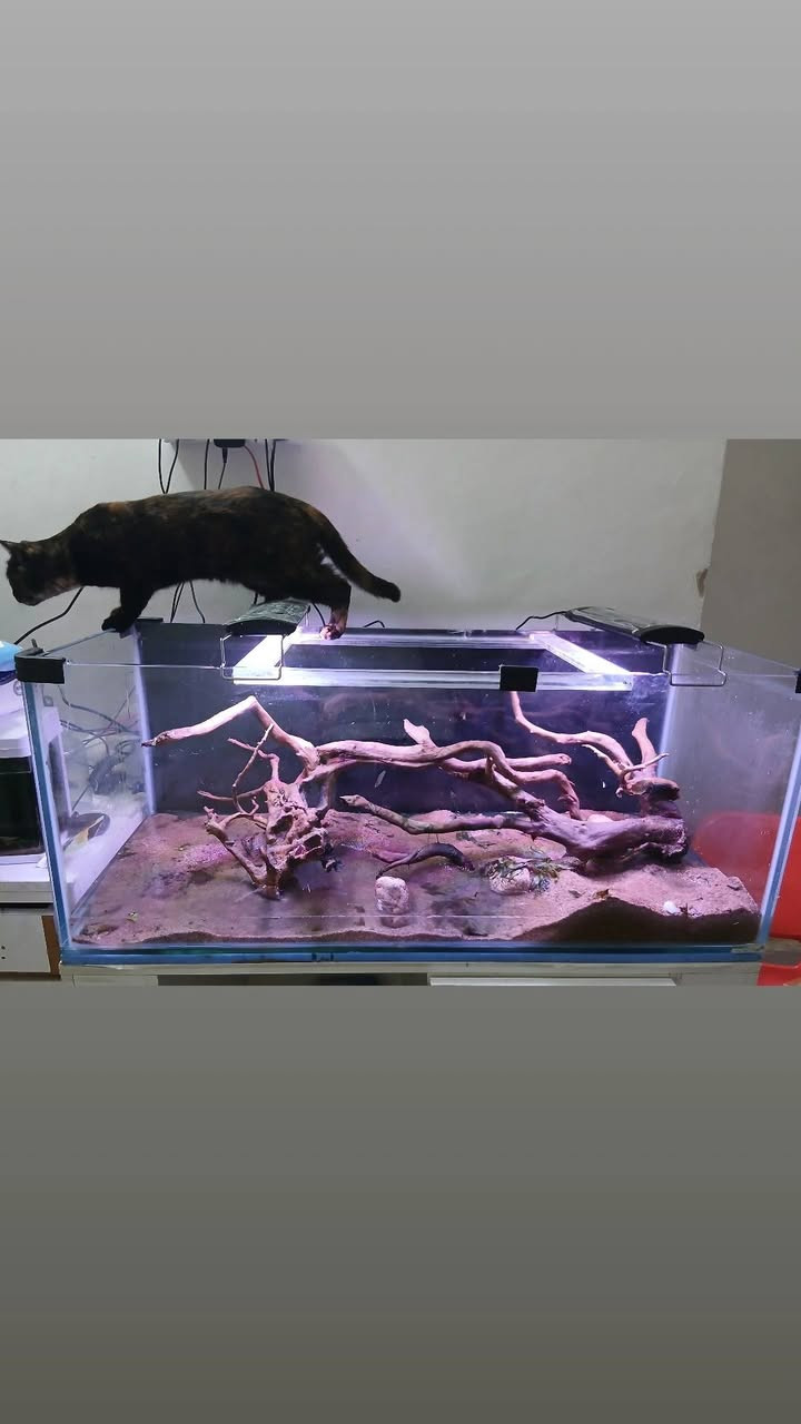 الحوض نباع بقه بس الديكور والميز وباقي المستلزمات
20 كيلو رمل 
جذوع عدد 2 قياسهن سوه 80 سم
تايرمات عدد ٤ 
تحويرات مال بلك صيني عدد ٢٨ 
اناره شمسيه 
مضخه تصعيد ١٥٠٠ لتر 

شافطه كهربائيه 
مكاني بغداد الوشاش مقابل مستشفى الاسكان ماعندي توصيل


**إذا كنت صاحب هذا الإعلان وتريد حذفه لأي سبب، رجاءا أرسل رسالة إلى الدعم الفني**