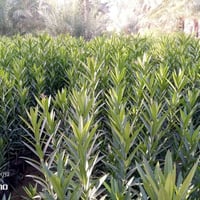 دفله سندان • حجم ١٩ • الفخامه شارع البيارق