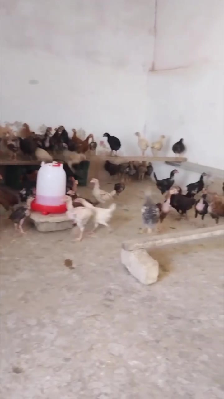 الزوج عل 10 العمر شهرين ونص


**إذا كنت صاحب هذا الإعلان وتريد حذفه لأي سبب، رجاءا أرسل رسالة إلى الدعم الفني**