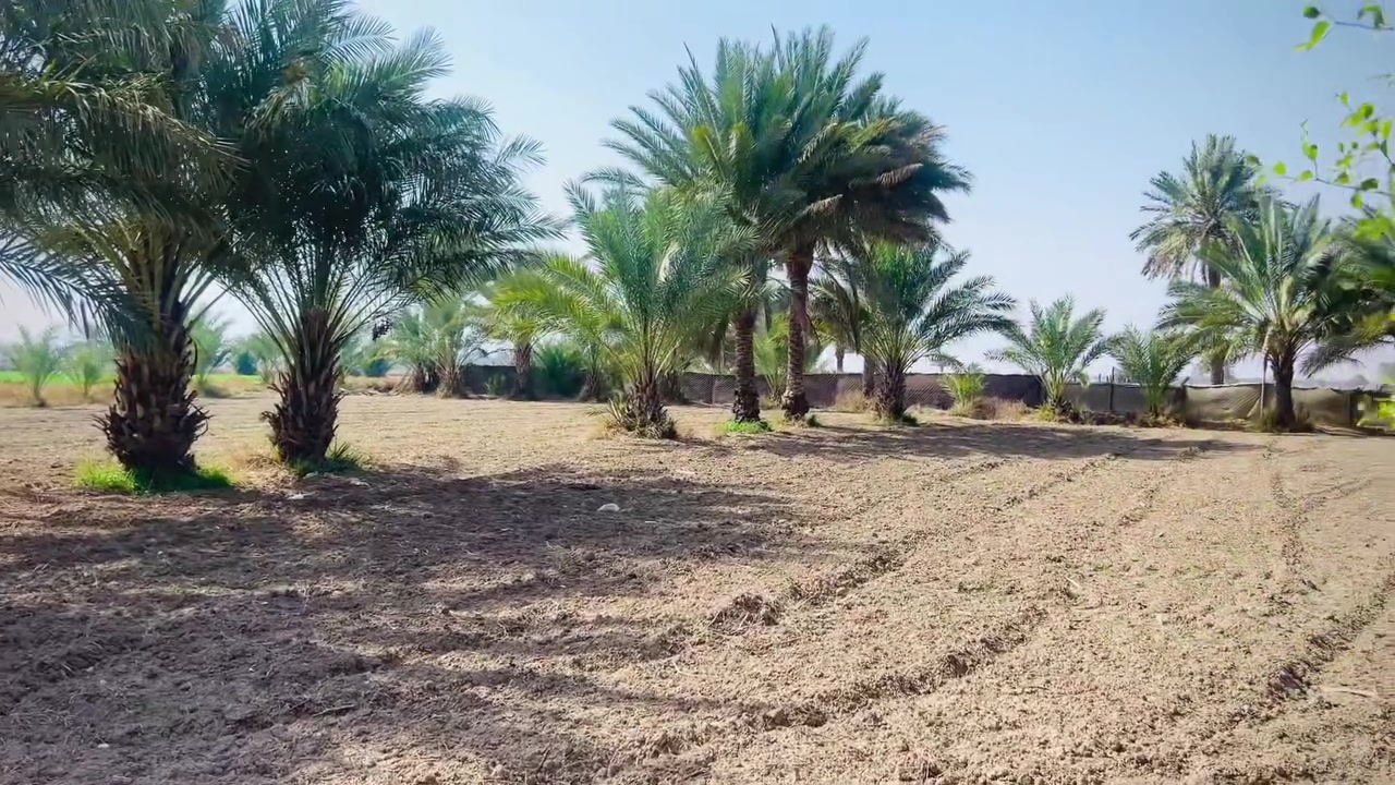 دونم للبيع  يصلح مزرعه خلف جامعه بابل  طابو زراعي سند 25  ***********
