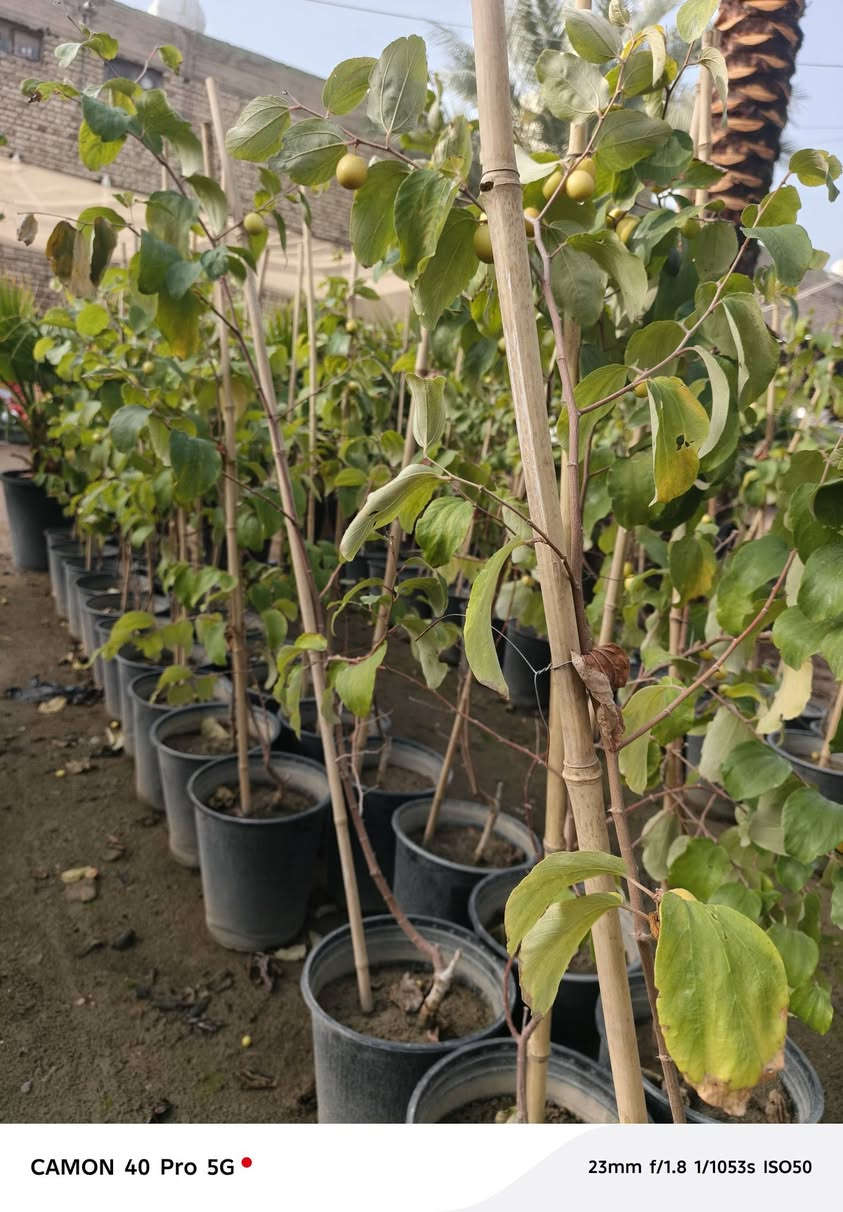 الهم صلي على محمد وال محمد 
توفر لدينا النبك البصراوي التفاحي الدرجه الاولى 
في مشتل شهاب الزراعي عنوان المشتل طريق حله هاشميه مقابل شركه الرنا العالميه 
استفسار: ***********
