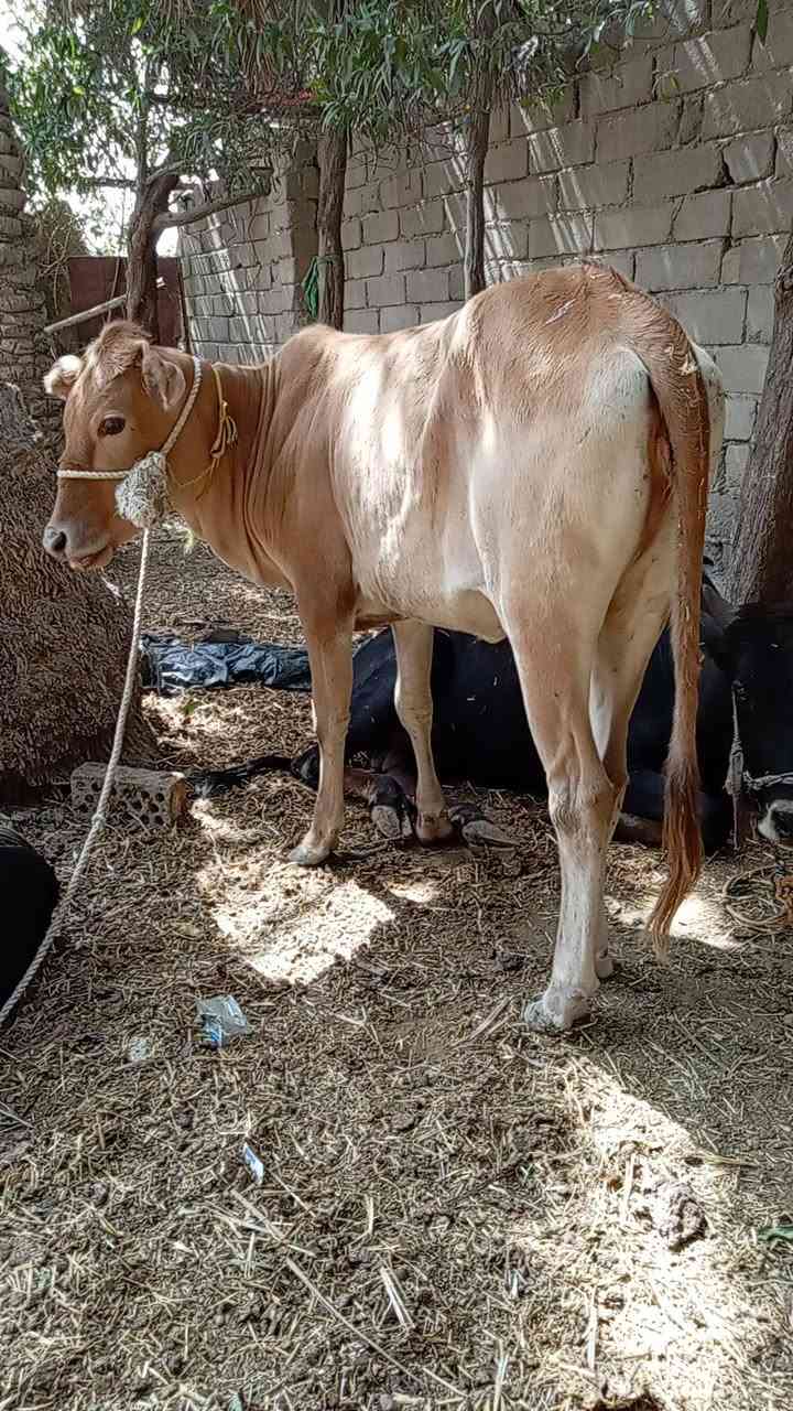 بجر للبيع سمينة كلش وخشنة بلتصوير ما مبينة 
شرط الصحاة مال نذاري السعر 1250  أتصال
***********   مكاني الناصرية...
