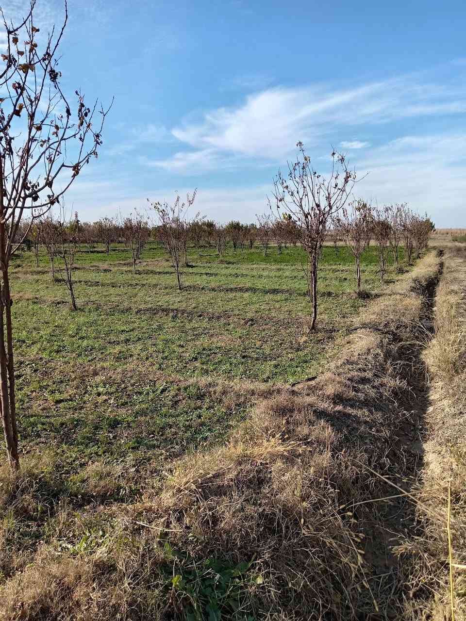 سلام عليكم بستان مشمش للبيع مساحه دونم عدد الشجار90المكان السنجك حي الفرات لسفسار ***********
