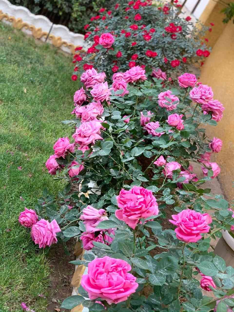 عمل وصيانه الحدائق والعنايه بها وعمل اطارات وأقواس الحدائق وزرع الثيل وزرع الاشجار المثمره واشجار الضليه واشجار الزينه 
‭0778 355 8511‬
