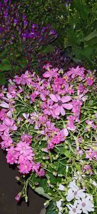 سناريا • حجم كبير • ديكور