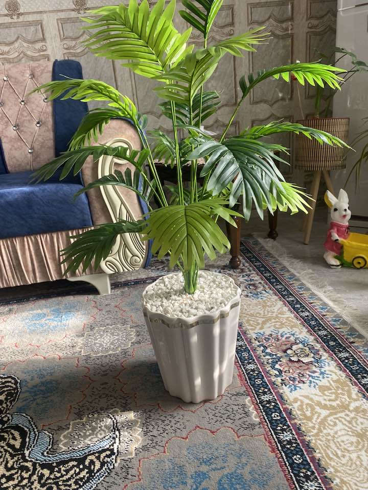 اشجار السايكس الحجم الكبير يتوفر خدمه توصيل 🚚


**إذا كنت صاحب هذا الإعلان وتريد حذفه لأي سبب، رجاءا أرسل رسالة إلى الدعم الفني**