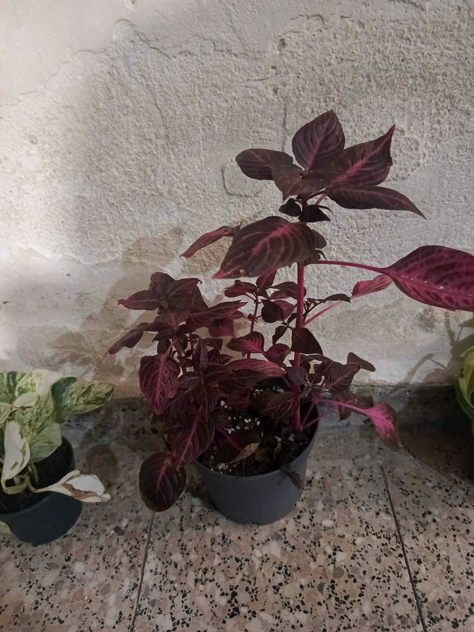 سلام عليكم.... نباتات ب اسعار مناسبه توجد خدمه توصيل لجميع المحافظات وداخل كركوك


**إذا كنت صاحب هذا الإعلان وتريد حذفه لأي سبب، رجاءا أرسل رسالة إلى الدعم الفني**