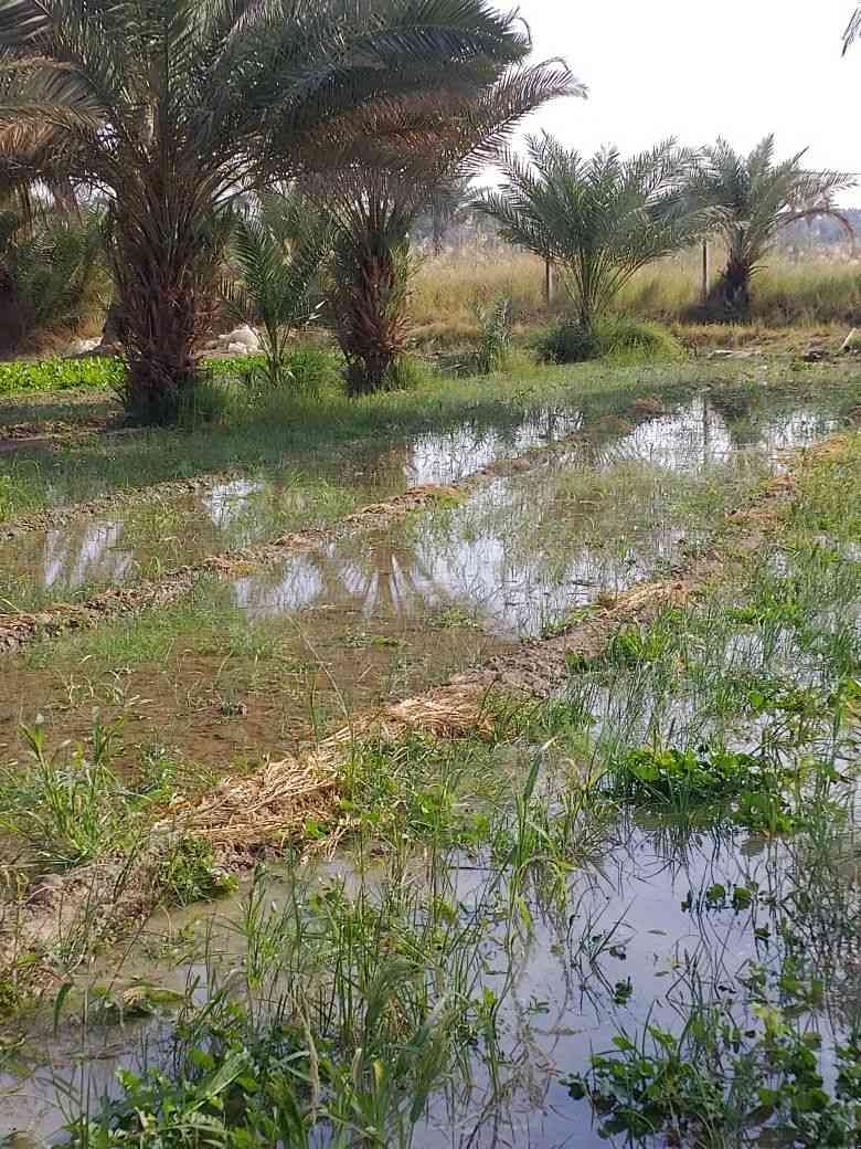 السلام عليكم يوجد لدينا خمسه دونم اللبيع طابو زراعي سند 25 المكان بابل على بزل حجي علي الاستفسار ***********
