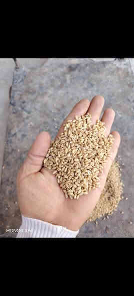 حنطه بثور نزار بنت المغلف مالت السنه بيه تك شعير مكان بابل الكفل سعر ٧٥٠ 🌷***********🌺*********** توصيل جميع المحفضات
