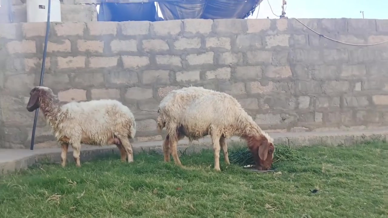 بسم الله نعاج فتيات عشار وصلن الوحده على 175 ارخص حلال بسوك عندي


**إذا كنت صاحب هذا الإعلان وتريد حذفه لأي سبب، رجاءا أرسل رسالة إلى الدعم الفني**