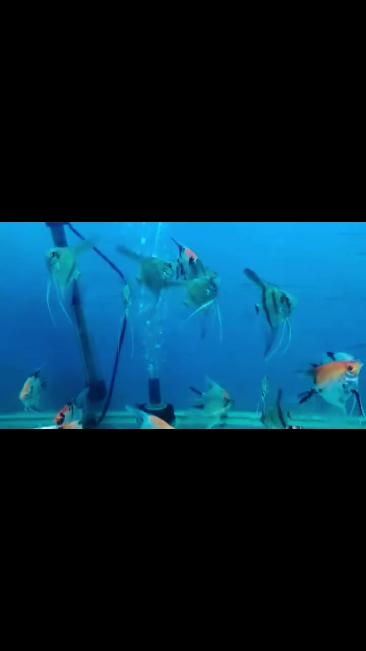 💥 وصل الجديد لعشاق أسماك الزينة 💥 جمله &مفرد
ألوان خرافية وحركة جميلة تضيف جمال للحوض ✨
وصول وجبة اسماك انجل زيبرا وانجل كوي تايلندي سوبر
🐟 أنواع مميزة💧 صحة ممتازة💰 أسعار مناسبة
للاستفسار راسل الصفحة 📩 او واتساب 👇👇
☎***********☎  ☎***********☎
متوفر🚚 توصيل🚚 الى جميع🚛 المحافظات 🚛
العنوان🏛طوز خرماتو شارع امام احمد مقابل قصابة حكمت
