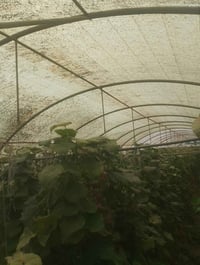بيوت عدد 2 أردني درجه أولى مع نايلون نضيف لبناني  للطلب والاستفسار 078...