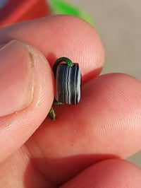 جزع بقري • اكسسوار