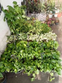 شتلات • حمضيات • ورد جوري