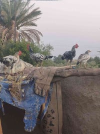 دجاج عرب • دجاج للبيع • نثاية • ديوجة • زوج دجاج • دواجن