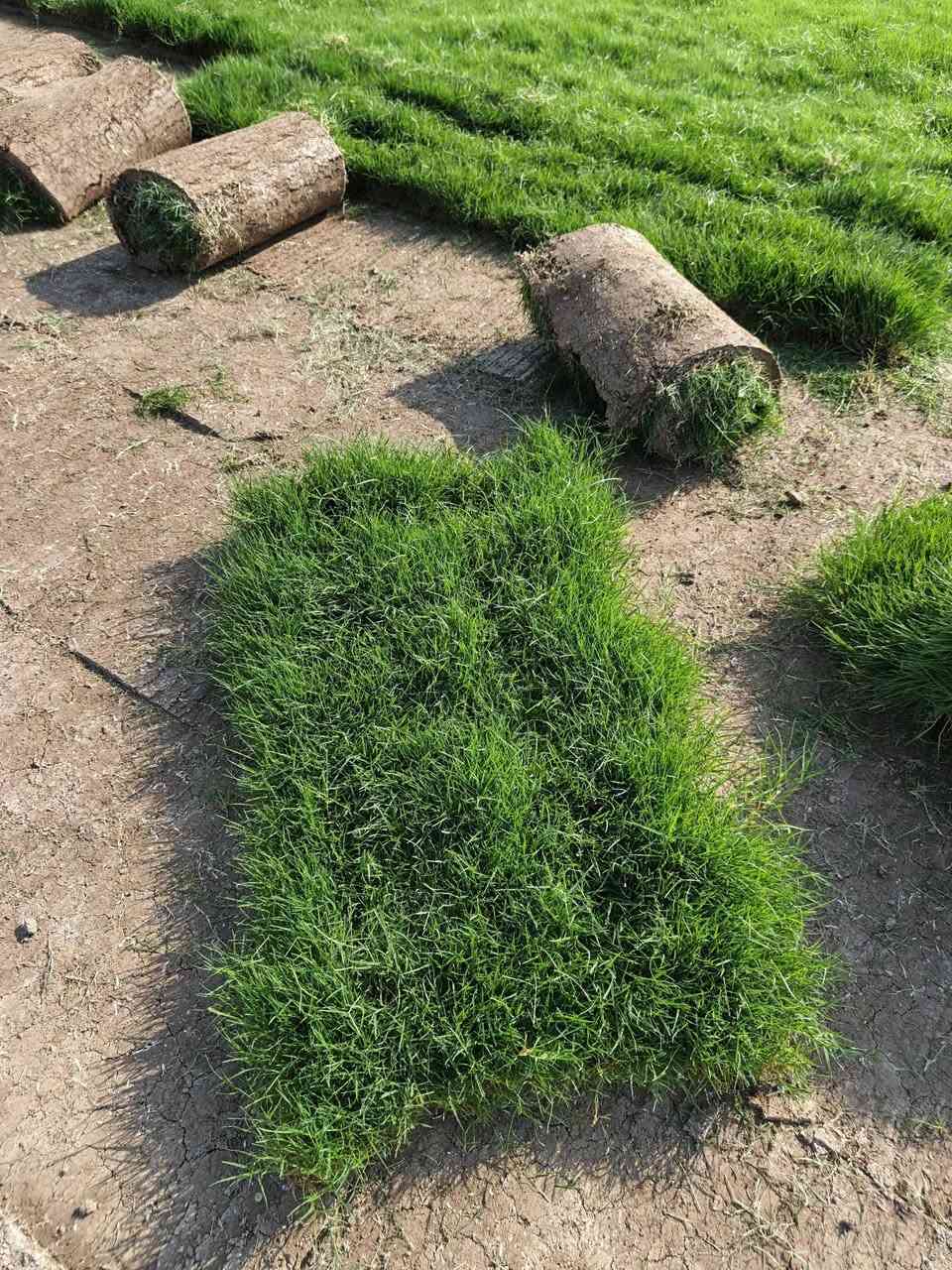 ثيل ديالى الطبيعي لهندي 🌿كثافه عالية متوفر لمتر لمربع ب الفين معة توصيل اقل كميه 50 متر لطلب *********** 📞
