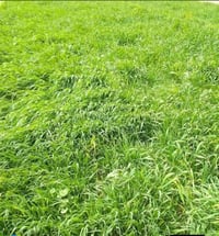 ارض زراعيه • ١٠ دونم • الصويره