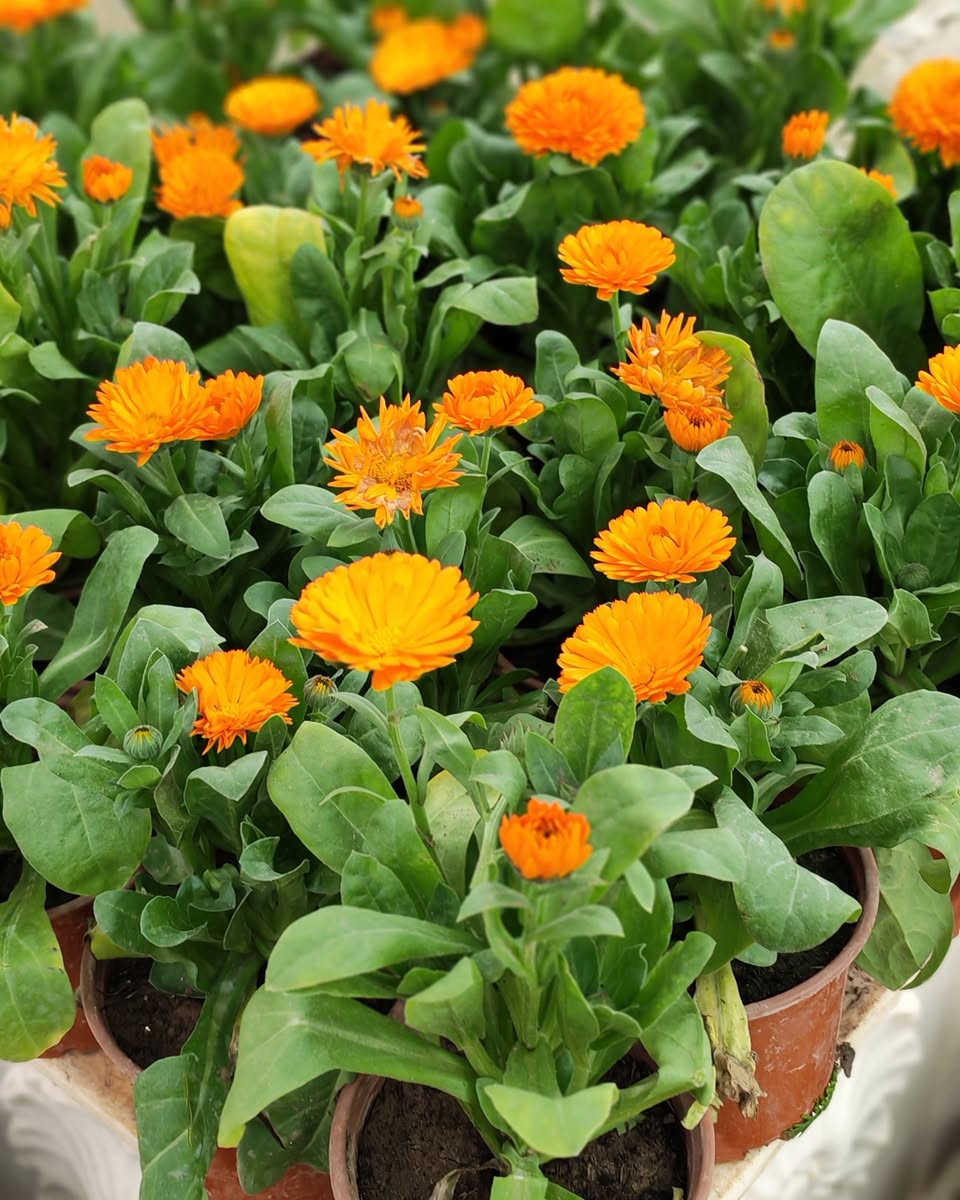 جمال الطبيعة في متناول يدك! نباتات خارجية تُزين حديقتك، ونباتات ظلية تضفي الحياة على منزلك. متوفرة الآن في صفحتي مع خدمة توصيل سريعة وموثوقة." 
اسعار التوصيل حسب المكان

موسميات القطعه ب1500


**إذا كنت صاحب هذا الإعلان وتريد حذفه لأي سبب، رجاءا أرسل رسالة إلى الدعم الفني**