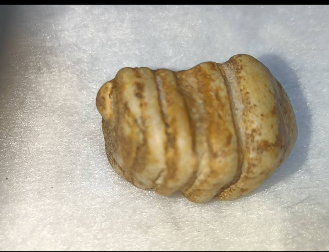 السلام عليكم اقدم اليكم احبتي تحفه خاصه عطف بري ملوي ذمه ذو روحانيه قويه عمله محبه  عطف تسهيل امر عقد السان يعني شغل عام للتصال ***********
