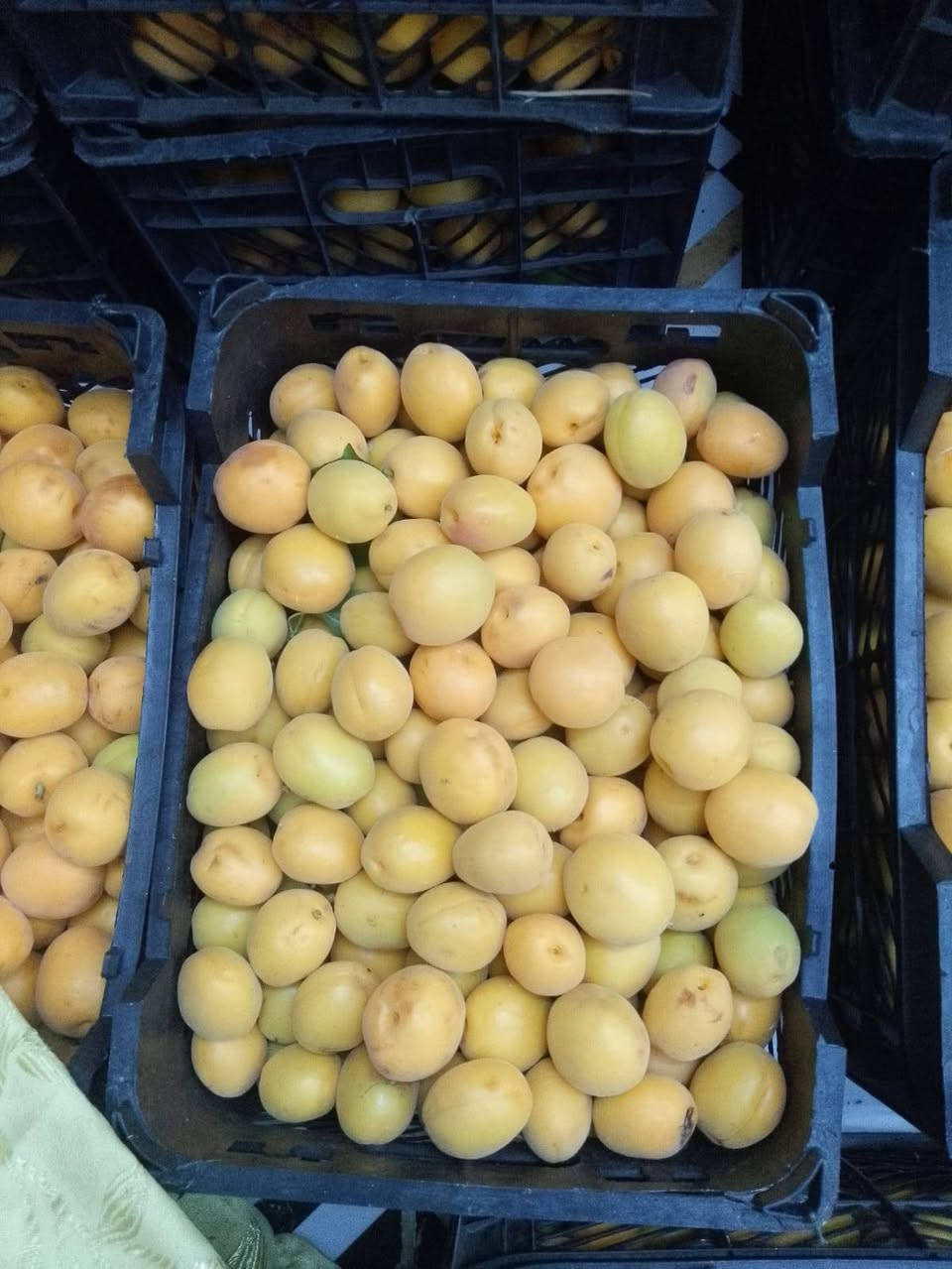 مشمش شركه من اجود انواع المشمش مطعم ومكفول وارتفاع مترين وأكثر.
سعر الشتله ٤
كل ٣ ب١٠ الف
للحجز والاستفسار الاتصال على الرقم *********** جاسم الخليفاوي العنوان الخالديه شارع العام مقابل بلديه الخالديه
