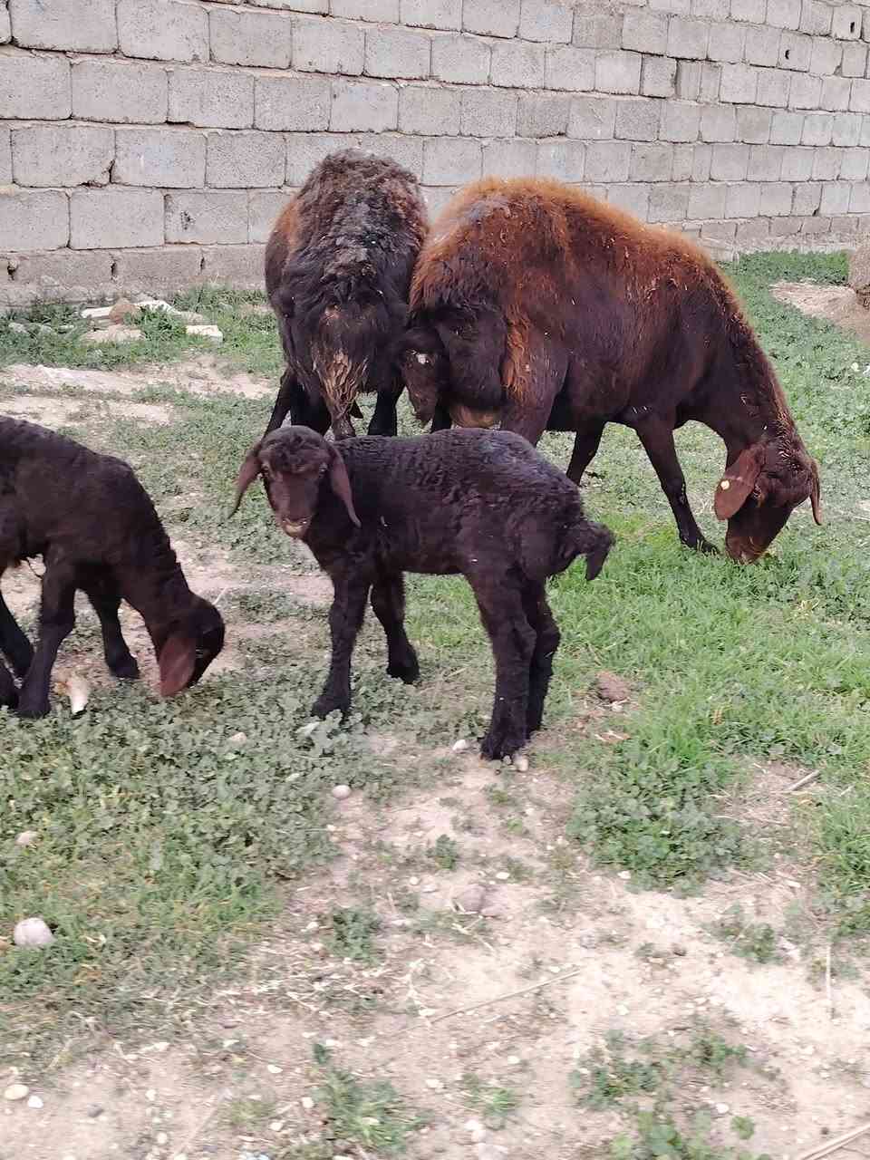 إسلام عليكم إخوان الجناية نعاج  مطافيل رقم واحد  العدد  2  نوع أيراني المكان بغداد التاجي خاص ماكو شراي يخابر  ‏‪***********‬‏
***********
