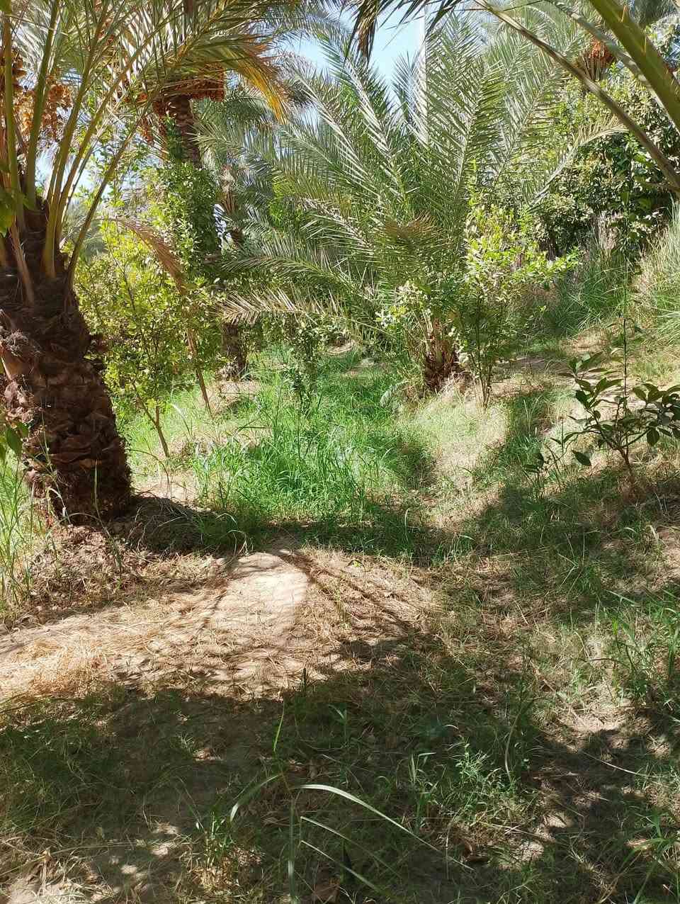 بستان 2دونم سند 25طابو تحويل باسم المشتري مع دار  الواجهه 26 والنزال 220
تقع على شارعين بلوجه اروائي وتبليط وبلظهر شارع وبزل مي صدر التفاصيل داخل الفديو
الموقع الراشديه السوامره قرب مزرعة النخيل ***********
*********** ابو احمد
