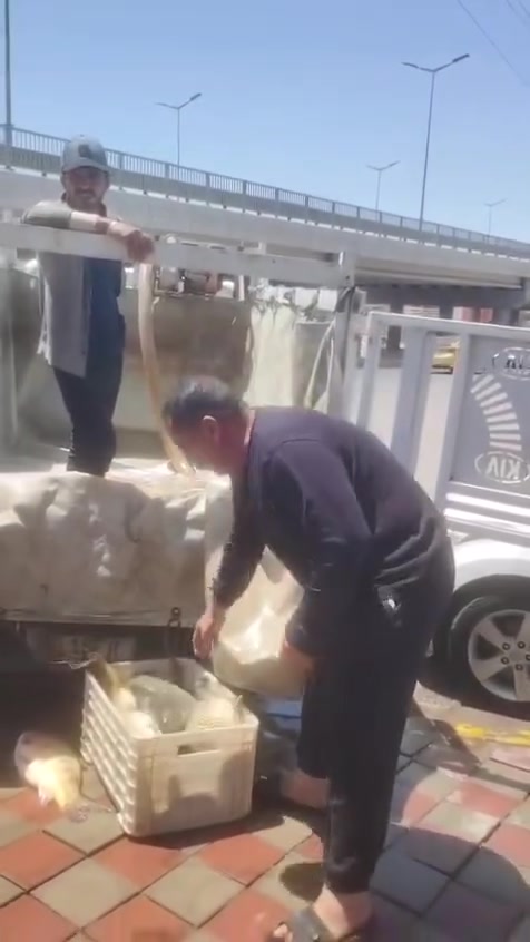 🐟🔥 سمك مسكوف على الفحم 🔥🐟
الطعم الاصلي وبسعر 6000 دينار فقط
🚚 توصيل متوفر داخل وخارج الفلوجة
📍 شارع العام - قرب جسر العيادة الشعبية
🟢💬 للحجز  راسلنا واتساب على الارقام  التالية: 
🟢💬 ***********
🟢💬***********  
🟢💬 ***********
صحه وعافية على قلوبكم ❤️
أسماك خضير
