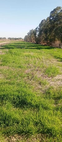 ارض زراعيه • ١٢دولم • لكوت ناحية بشائر