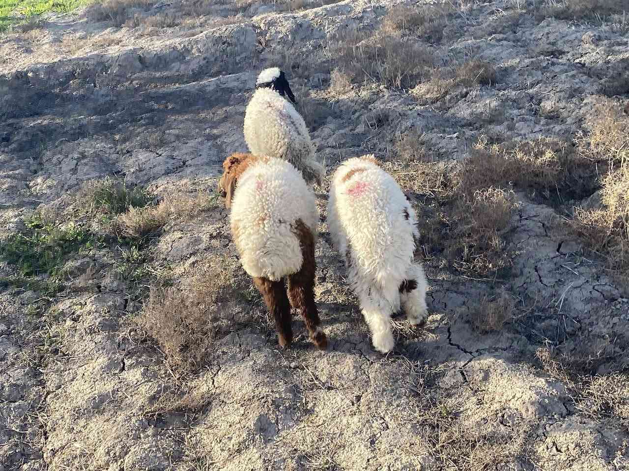 بهمه مناسبه  بلاش وين العده نذر يمي سعره 170مكاني 

سماوه ***********
