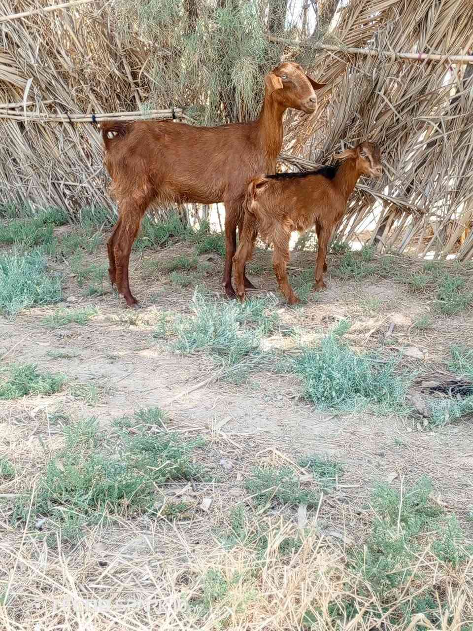 السلام عليكم اخوان متاح صخله افغانيه خط اول وصخله شاميه وراهة فحل الي يريدهن يعلق او يتصل ***********
