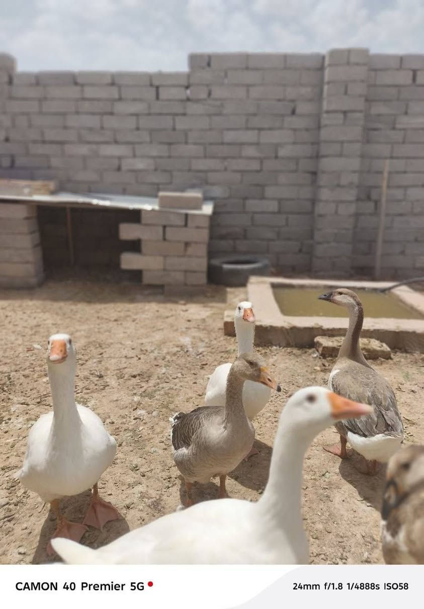بطوط لبيع الوزه فوك 3 اكيالوو
التواصل على الرقم ***********
