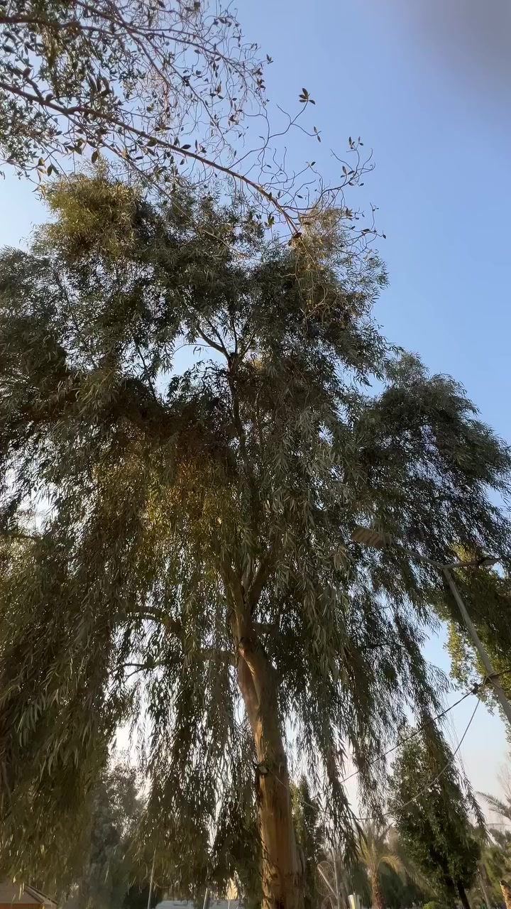 سلام عليكم شباب شلونكم دراجه دارجه دايون محرك ٢٠٠ مديلل ٢٢ طالعه ٢٣ الدراجه برغي واحد ماعايزه مكفوله من التاير. للتاير محرك مامفتوح اوراق اصولي اصولي اصولي  رايده 1650 وبيه مجال مكاني نجف ابو صخير للستفسار اتصل ***********
