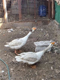 بطوط • طيور