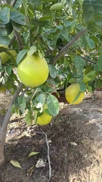 عندي هذني هروش ماعرفهن اريد ابيعهن عدد 8 حملات ثاني سنه بيدك تشلع  الع...