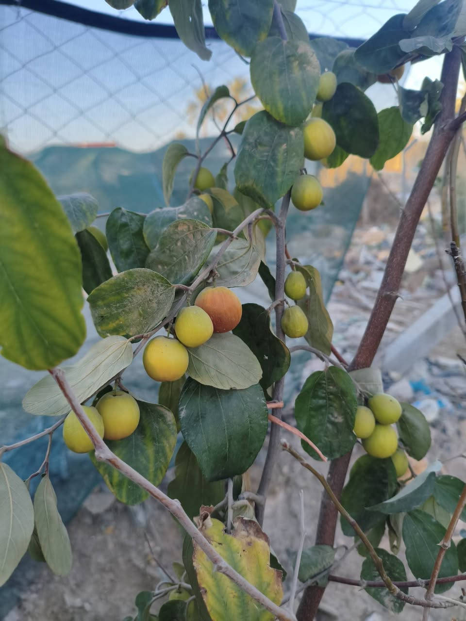 بسم الله تم بعون الله افتتاح مشتل مقابل البنفسج  وبأسعار مناسبه


**إذا كنت صاحب هذا الإعلان وتريد حذفه لأي سبب، رجاءا أرسل رسالة إلى الدعم الفني**