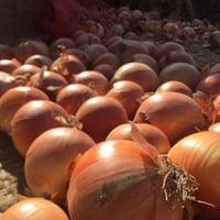 بصل طازج • من المغرب • جودة عالية