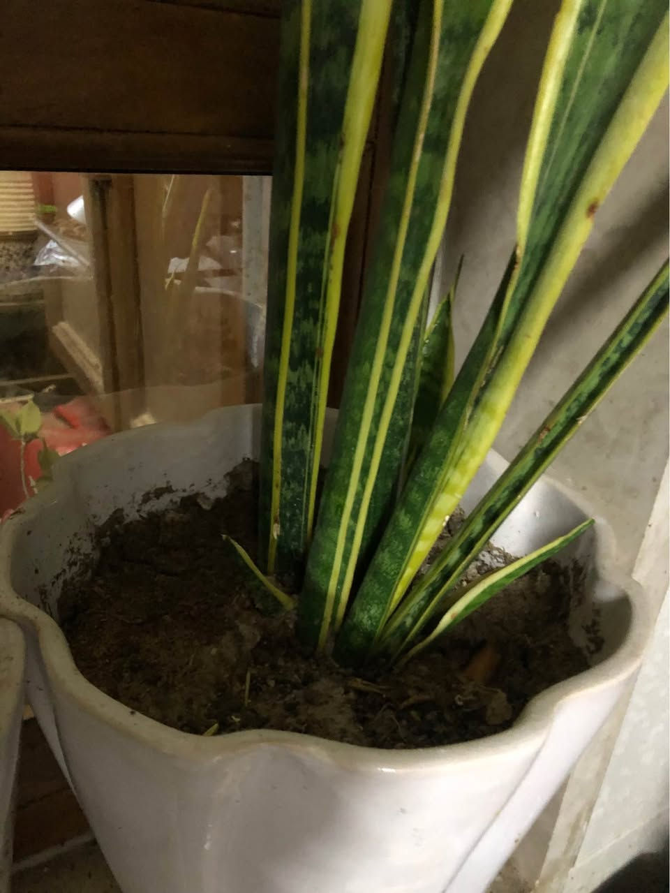 ٤ سنادين نباتات طبيعية (جلد النمر و بونساي و مطاط و شمدوريا)
سندان زيتون صناعي مترو نصف كلها ٨٠ الف قفل
العنوان اربيل روشنبيري أربيل, العراق


**إذا كنت صاحب هذا الإعلان وتريد حذفه لأي سبب، رجاءا أرسل رسالة إلى الدعم الفني**