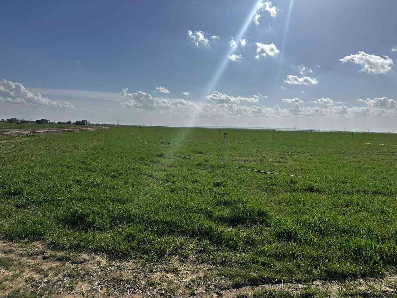 السلام عليكم يوجد كاع قطعتين كل قطعه ٣٢ دونم المجموع ٦٤ دونم إستثمار برية الاكرح مطشوشات كامله من حب وكيماوي وطلوع الحنطة ما شاء اللّٰه غطاسات عدد٢ محولة عدد٢ مرشات كامله ومسجلات بالخطة الزراعيه البيع نقد والمظبوط يرهم ع الموسم صاحب الأرض أحمد المخلف للاستفسار ***********
