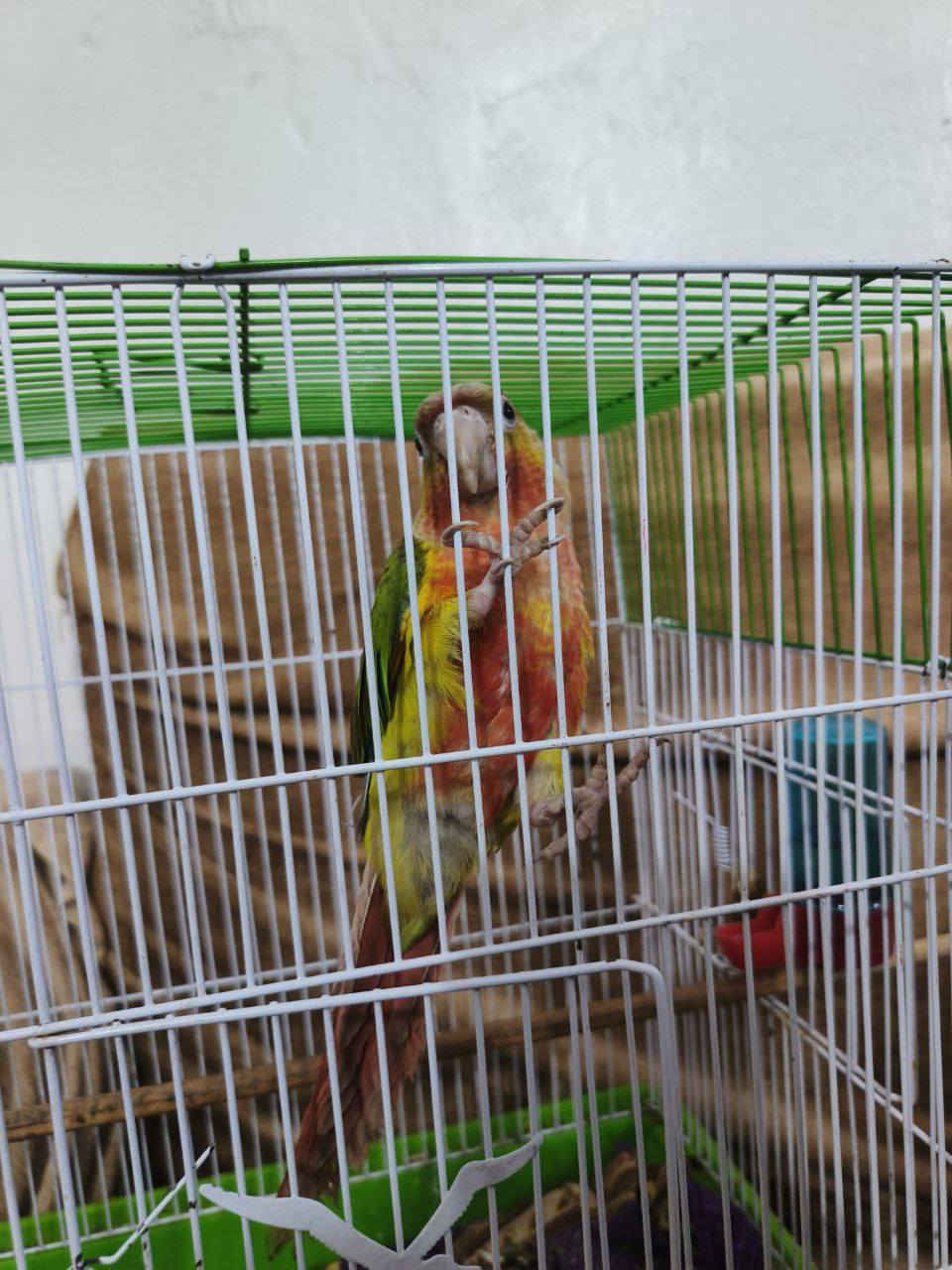 طير كنيور اناناس للبيع الاستفار خاص


**إذا كنت صاحب هذا الإعلان وتريد حذفه لأي سبب، رجاءا أرسل رسالة إلى الدعم الفني**