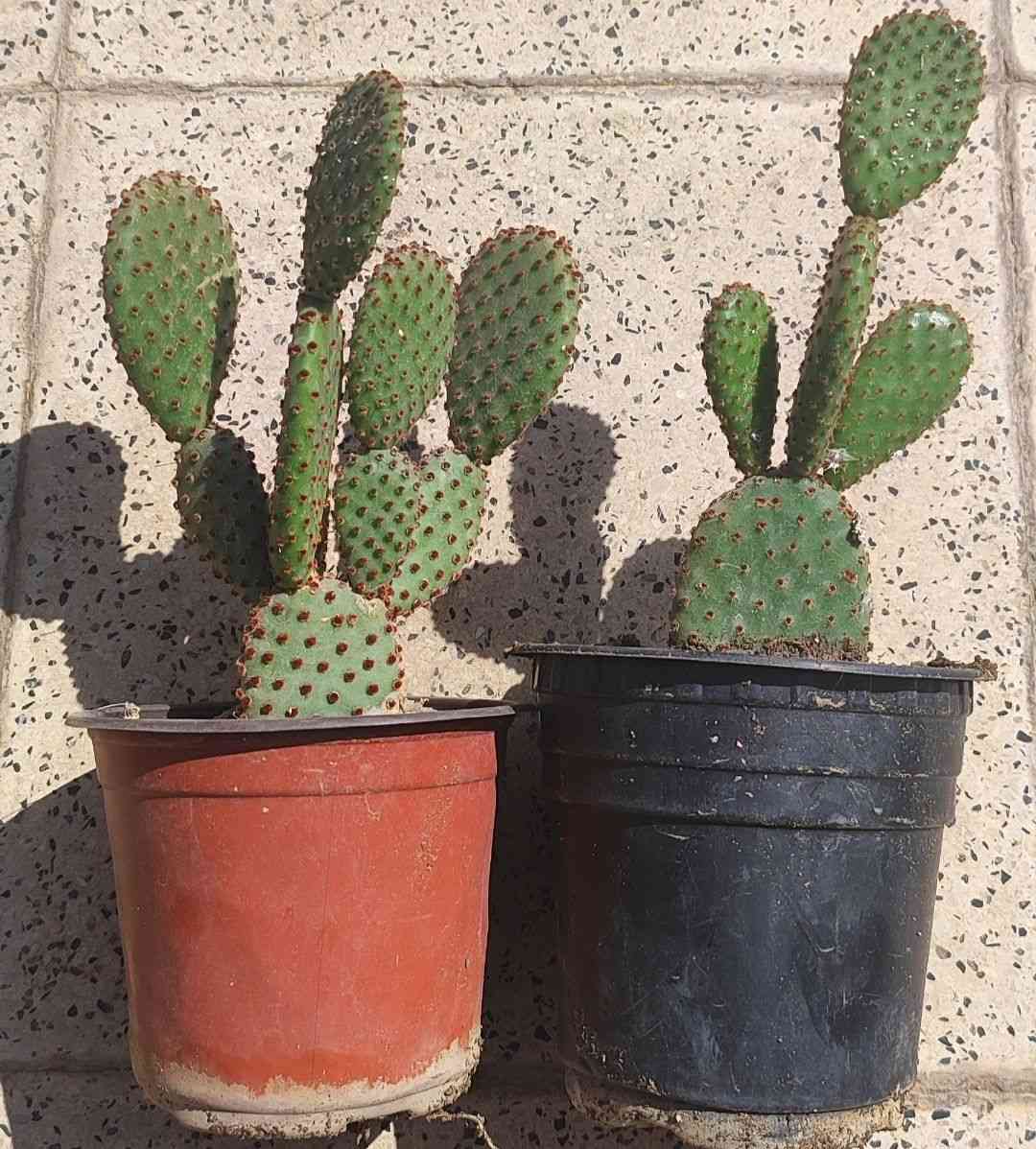 الصباريات ٢٠٠٠ دينار عدا صبار اجاف ٣٠٠٠
الصالون و السبراكس ٤٠٠٠
رجل البطة ٢٠٠٠ دينار
توصيل فقط لاغلب احياء الموصل
للطلب يرجى مراسلة الصفحة


**إذا كنت صاحب هذا الإعلان وتريد حذفه لأي سبب، رجاءا أرسل رسالة إلى الدعم الفني**