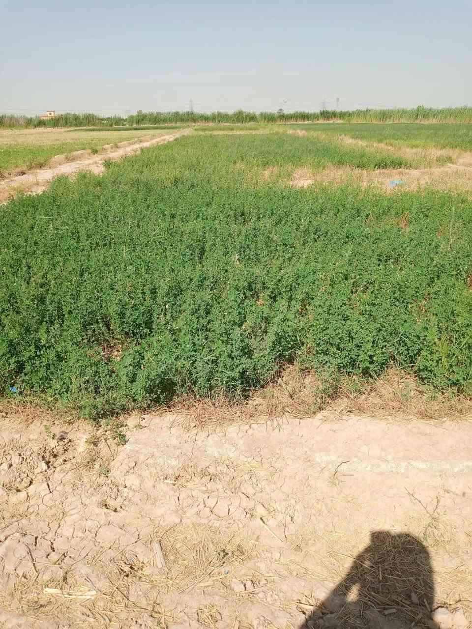 دونمين للبيع في المدائن تكدر تستثمرهن بمزرعه بالي يعجبك🔥
عقد زراعي 117 (رسمي)
- كافة الخدمات واصلة (ماء + كهرباء)
-يوجد بيت جاهز بسقف ساندويچ بمساحة 150 متر
 موقع مميز، مرتب وهادئ. 
سعر الدونم: 30 (قابل للنقاش)
ملاحظه/ البيع مفرد أو كامل
📞 للتواصل واتساب: ***********
