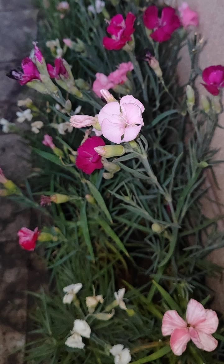 ازهار الزينيا موسمي احمر فقط السعر ١٥٠٠
قرنفل طاقي دائمي ١٠٠٠
ورد الصباح موسمي مستورد ١٠٠٠
للطلب يرجى مراسلة الصفحة 
توصيل فقط لاغلب احياء الموصل


**إذا كنت صاحب هذا الإعلان وتريد حذفه لأي سبب، رجاءا أرسل رسالة إلى الدعم الفني**