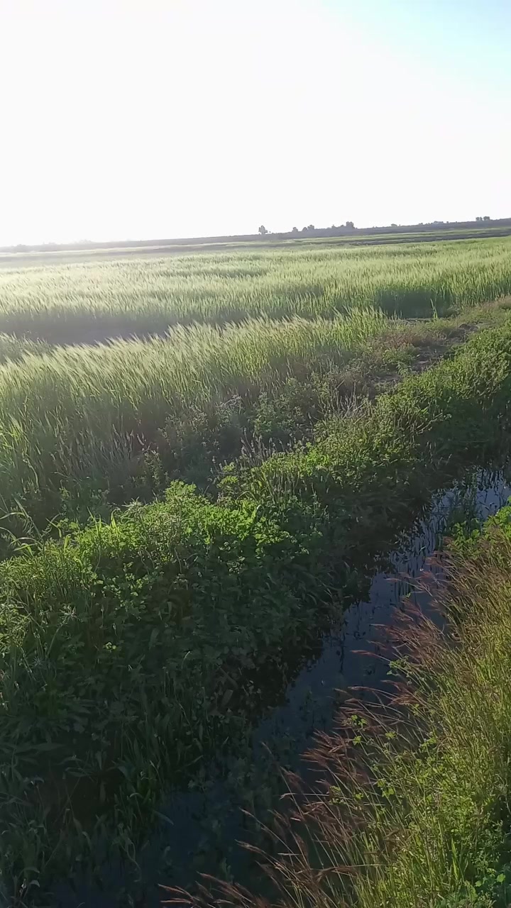 سلام عليكم يوجد شروه اللبيع زرع مساحه تغريبن ٣٥ دونم مكان قضاء النصر على طريق نعوميه قريت المحروت وشراي بخدمته ***********
